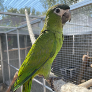 Young Hahns Macaw Parrot