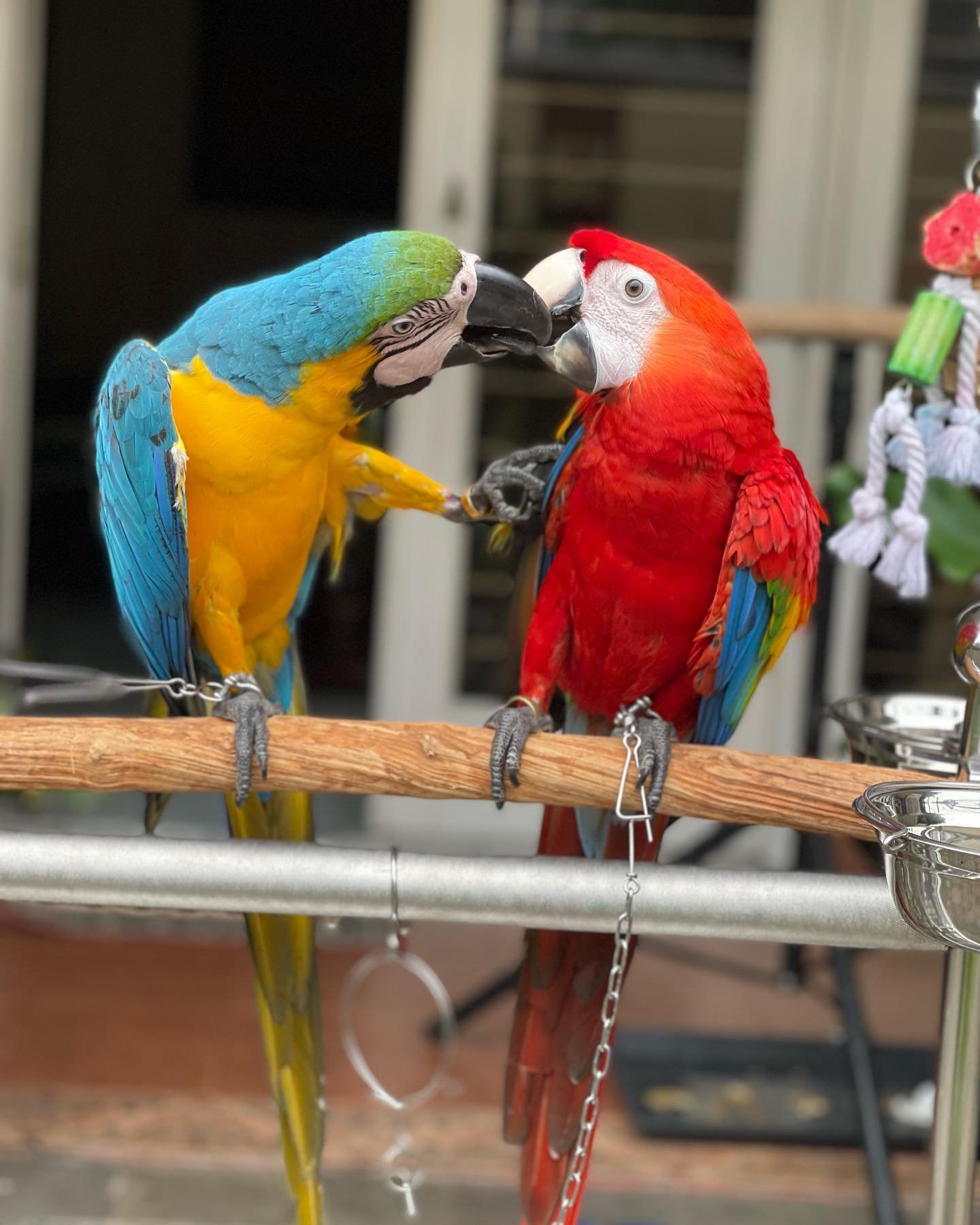 Bonded pair male and female macaws - Image 2